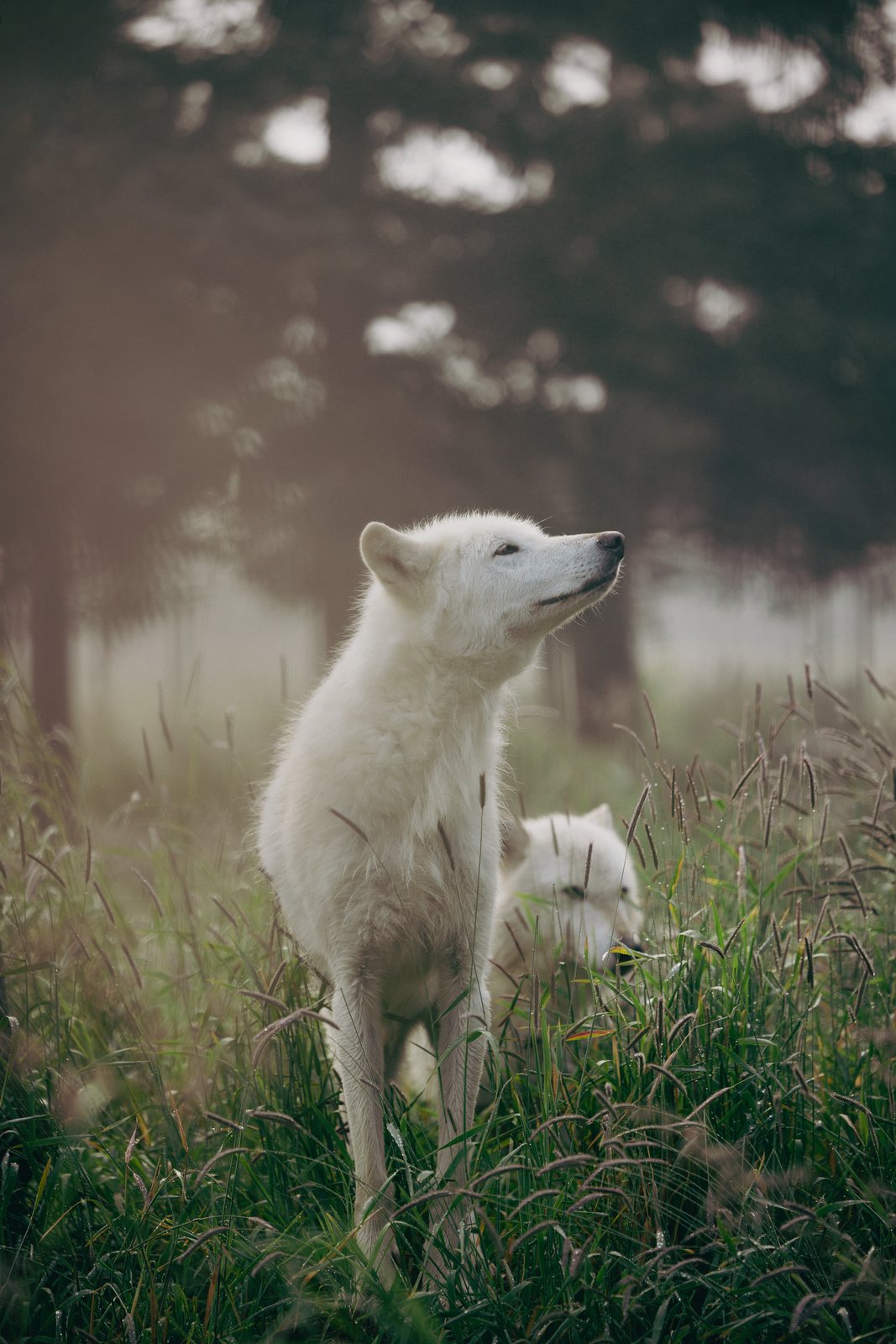 Alaska 2024 land-tour photography: Wildlife Conservation Center